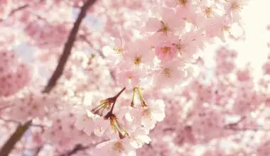 5 Things My Cherry Tree Taught Me About Hope and Life Seasons